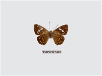 藏品(大流星弄蝶)的圖片